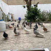 تعدادی کفتر یکجا ،همه با هم