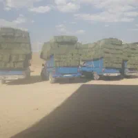 یونجه کاه لوبیا|فعالیت داوطلبانه|سردرود, |دیوار