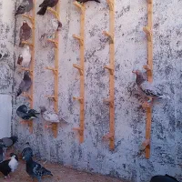 کفتر بوم همه آس|پرنده|مشهد, پورسینا|دیوار