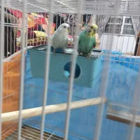 یک جفت مرغ عشق مولد