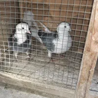 کفتر پرشی تهرانی