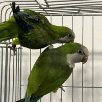 راهب سبز مولد اماده تکثیر