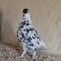 کبوتر نقش و رنگی|پرنده|فولادشهر, فولادشهر|دیوار