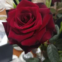 قلمه گل رز و بذر سایر گلها