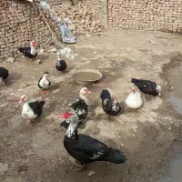 اوردک اسرائیل فروشی