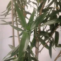 درختچه|گل و گیاه طبیعی|تهران, ازگل|دیوار