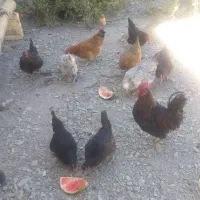 حیوانات مزرعه|حیوانات مزرعه|حلب, |دیوار