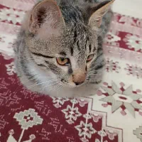 دو عدد بچه گربه  واگذار میشه|گربه|پاکدشت, پاکدشت (مامازند)|دیوار