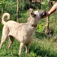 فروش سگ سرابی