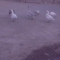 چهارتا غاز فروشی|حیوانات مزرعه|بازفت, |دیوار