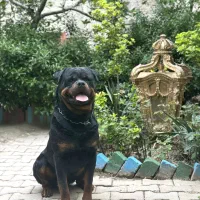 روتوایلر نر پسر شازده ایچ|سگ|قدس, شهر‌قدس|دیوار