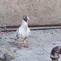 کفتر|پرنده|شیراز, دانشگاه شیراز|دیوار