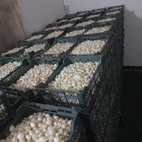 پیاز غده ای