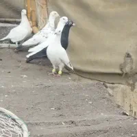 سلام چهار  عدد ماده