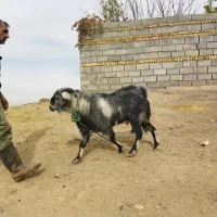 بز نر نژاد سانن|حیوانات مزرعه|سیلاخور, |دیوار