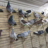 کبوتربوم