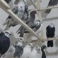 ۲۰۰تا کفتر ساعت بالا تهرانی|پرنده|نهاوند, |دیوار