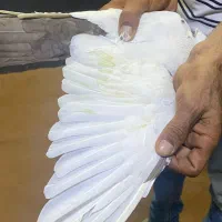 کفتر|پرنده|اهواز, نبوت|دیوار