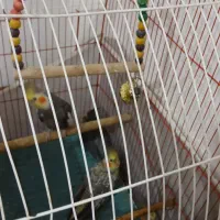 عروس نروماده و۲عددجوجه۱ماهه|پرنده|صومعهسرا, |دیوار