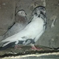 کبوتر|پرنده|کوهدشت, |دیوار