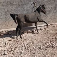 اسب نریان|اسب و تجهیزات اسبسواری|ایلام, |دیوار