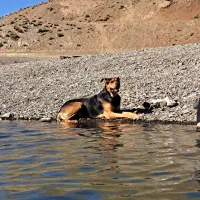 سگ نژاد دار