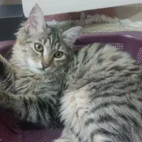 واگذاری یک گربه زیبای نر مو بلند