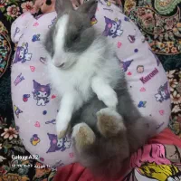 خرگوش خانگی|موش و خرگوش|املش, |دیوار