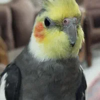 عروس هلندی(اسمش کاکُل)