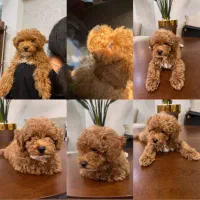 «توله تاینی پودل وارداتی»