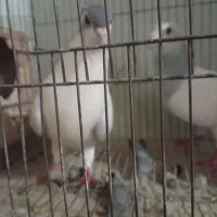 پرنده کبوتر|پرنده|سراوان, |دیوار