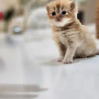 فرشته های ناز