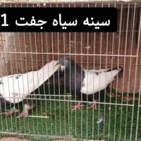 چند جفت کبوتر خوشگل سینه سیاه وسینه قهوای|پرنده|کرمان, |دیوار