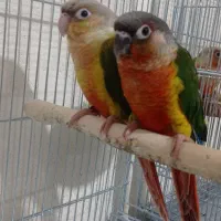 گرینچیک عروس هلندی قفس وملزومات