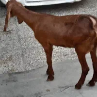 بز ماه با نر|حیوانات مزرعه|بندر ماهشهر, |دیوار