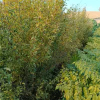 پالانیا ازگیل انار|خدمات باغبانی و درختکاری|دلند, |دیوار