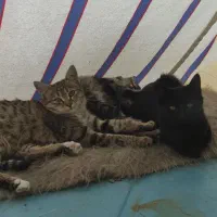 واگزاری رایگان توله گربه دستی وتمیز