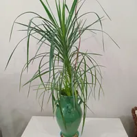 گیاه دراسینا مارگیناتا