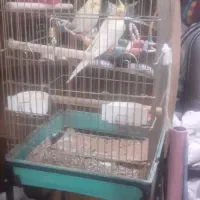 فروش یک جفت عروس هلندی