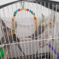 هشت عدد عروس هلندی ماده ونر سالم و سرحال|پرنده|رامسر, |دیوار