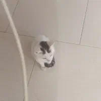 واگذاری رایگان گربه