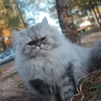 گربه پرشین