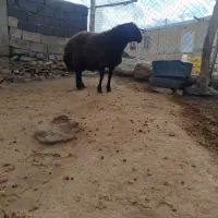 قوچ