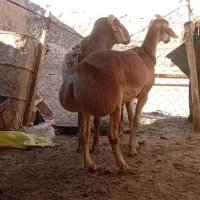 بره ماده چینی|حیوانات مزرعه|مشهد, تبادکان|دیوار
