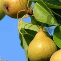 نهال گلابی|گل و گیاه طبیعی|ارومیه, |دیوار