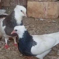 یه جفت طوقی با جوجه بزرگ