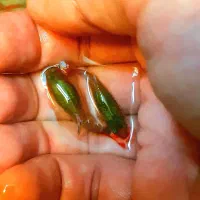 گوپی نژاد دامبو گرید A|ماهی|اصفهان, جلفا|دیوار