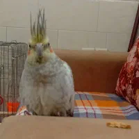 فروش عروس هلندی و کوتوله برزیلی|پرنده|لامرد, |دیوار