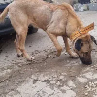 واگذاری توله سراب