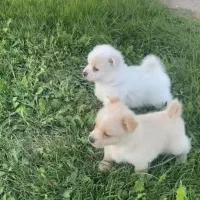 سگ نژاد پامرانین ومیکس پامر وجک راصل